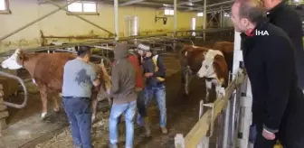 Etçi ve Kombine Irkların Yaygınlaştırılması Projesi'nin ilk buzağıları dünyaya geldi... Kaymakam doğuma şahit oldu