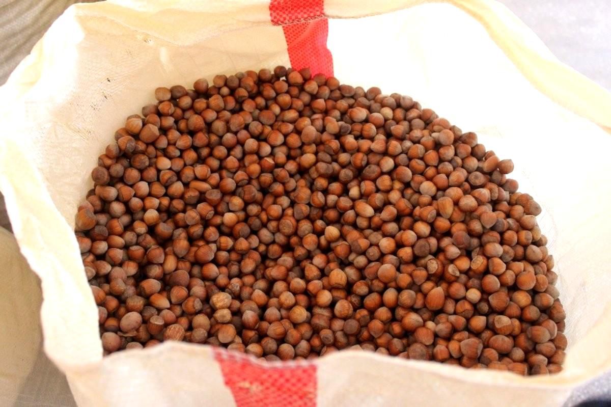 Fındık üreticilerine 70 milyonluk destek