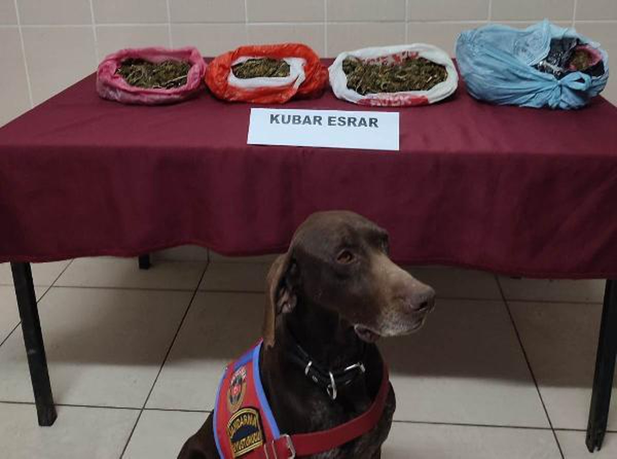 Son dakika haberleri | \'Manken\' otomobildeki esrarı buldu; 4 gözaltı
