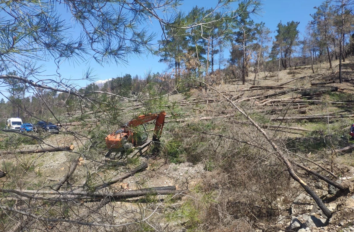 Antalya\'da kesim sırasında üzerine ağaç devrilen işçi öldü