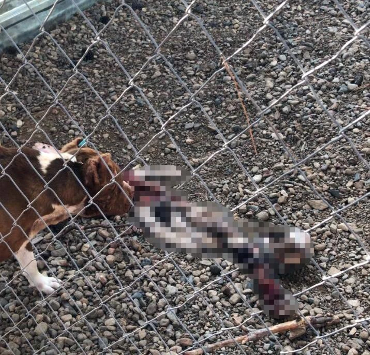 Çanakkale Belediye Barınağı\'nda aç kalan pitbulllar birbirini parçaladı