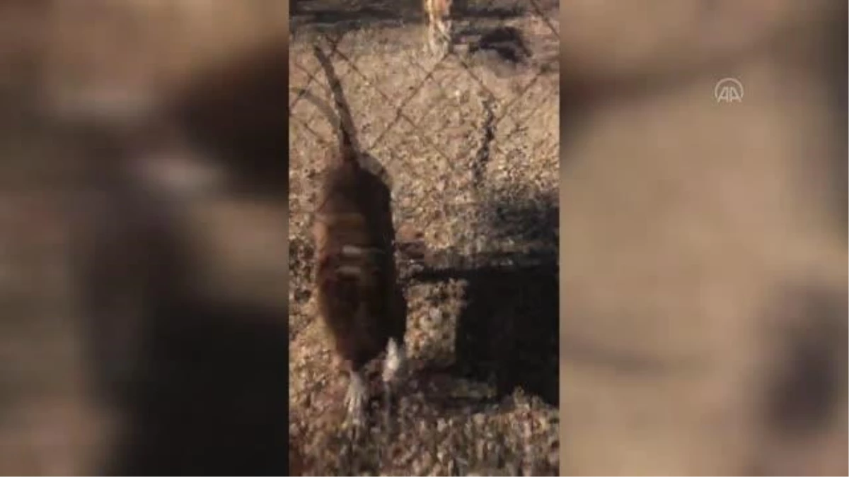 Çanakkale\'deki barınakta bazı sahipsiz köpeklerin birbirlerini parçaladığı iddia edildi