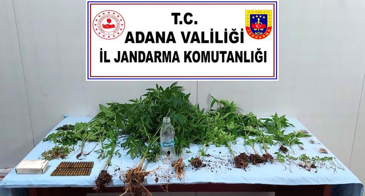 Evinde kenevir yetiştiren şüpheli gözaltına alındı