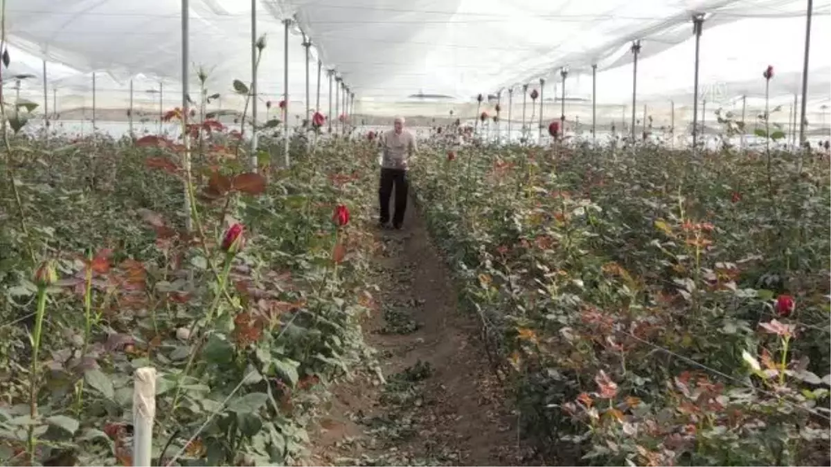 Gül serası kuran çiftçi ihracat hedefliyor