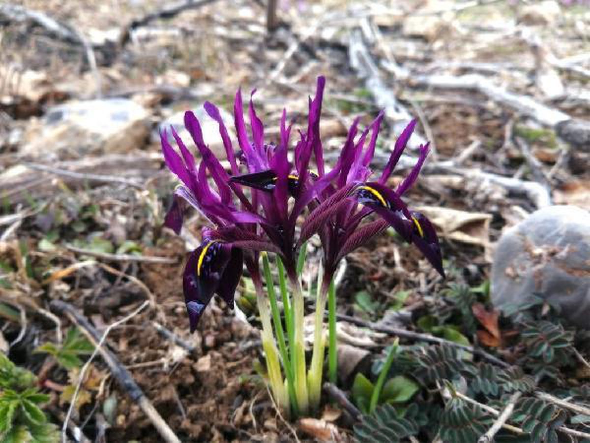 Kayseri'de yetişen 'kır navruzu' çiçek açtı