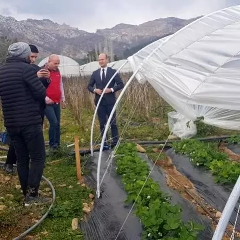 Köyceğiz'de alabalık ve çilek üretim alanlarında incelemelerde bulunuldu