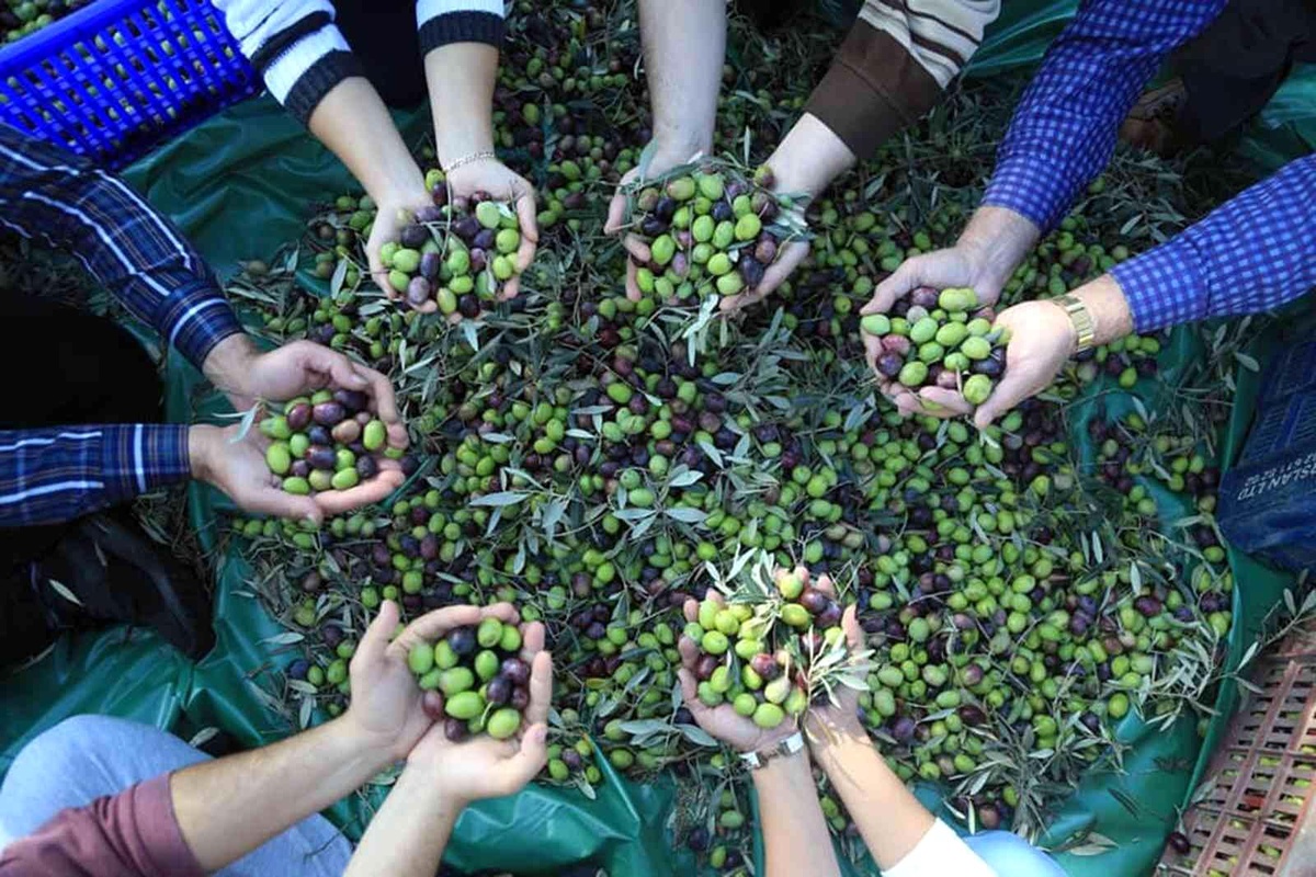 Muğla'daki zeytin verimsizliği masaya yatırıldı