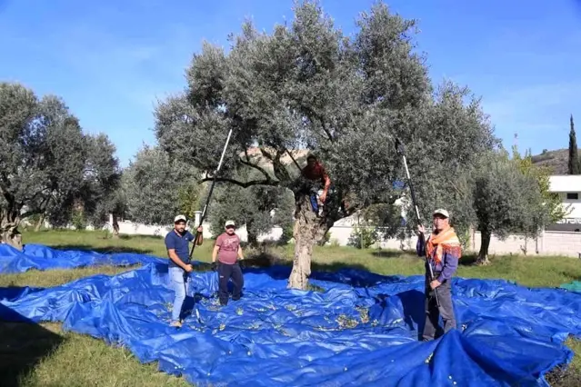 Muğla'daki zeytin verimsizliği masaya yatırıldı