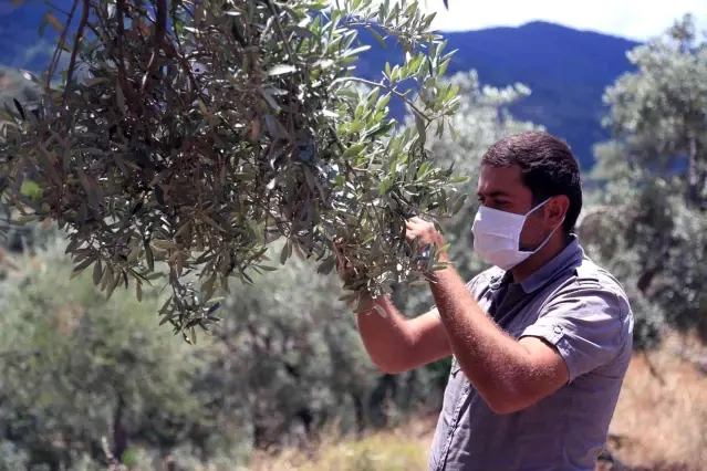 Muğla'daki zeytin verimsizliği masaya yatırıldı