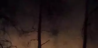 Tekirdağ'da çıkan orman yangınında 10 dönüm alan kül oldu