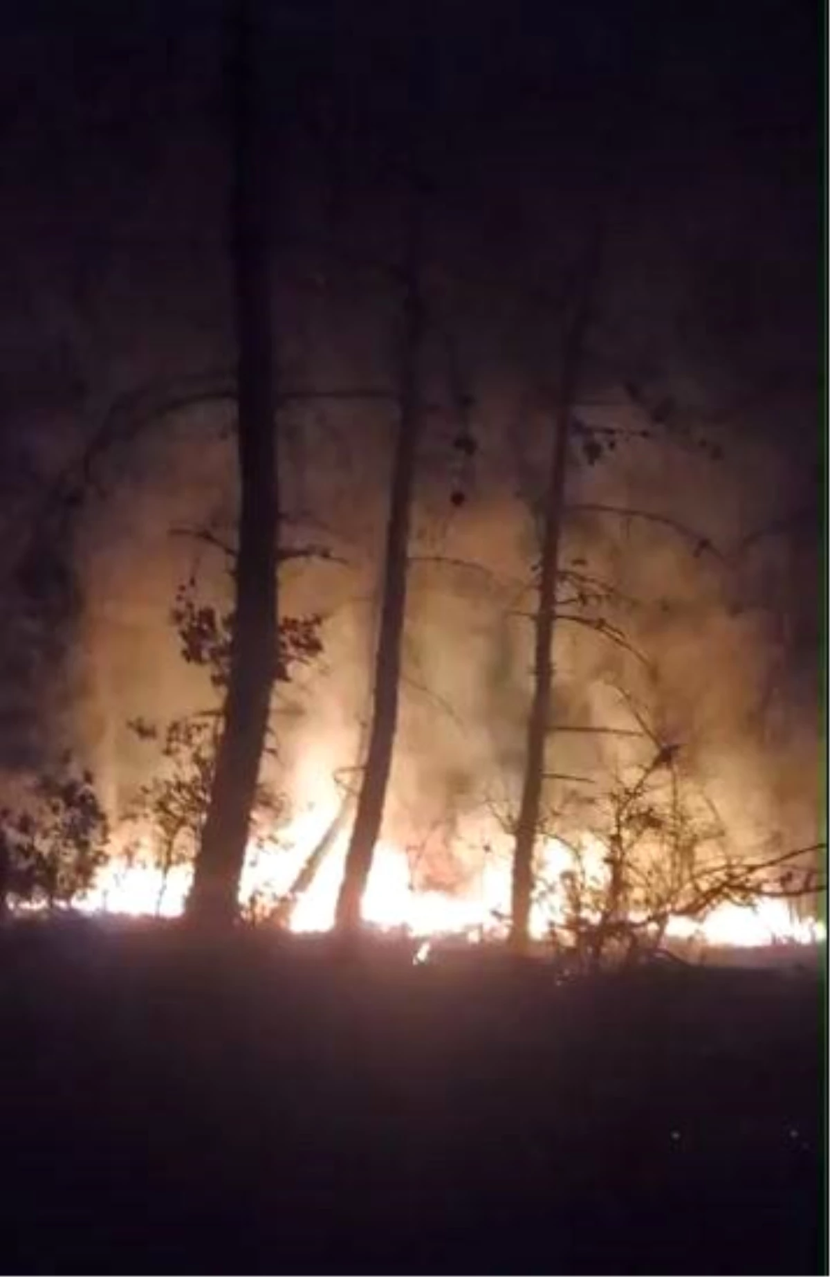 Tekirdağ\'da korkutan orman yangını