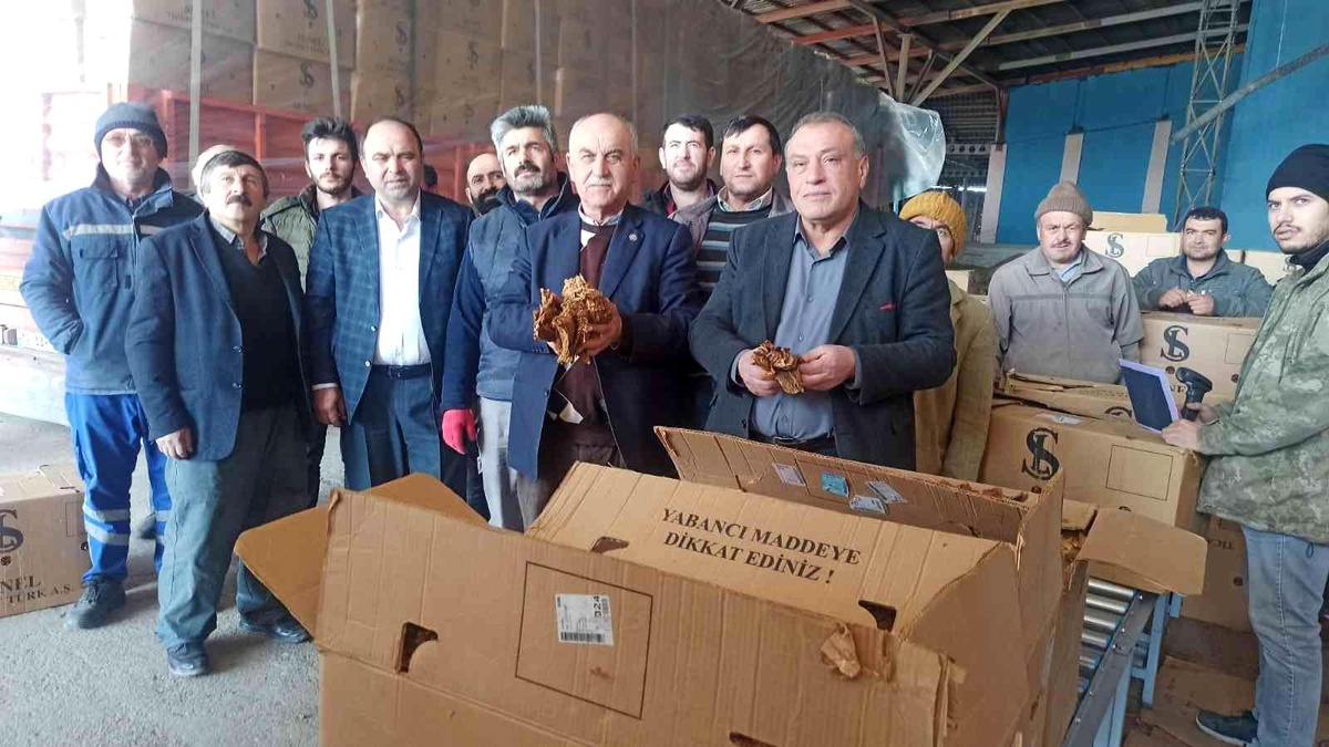 Bafra'da tütün alımları başladı