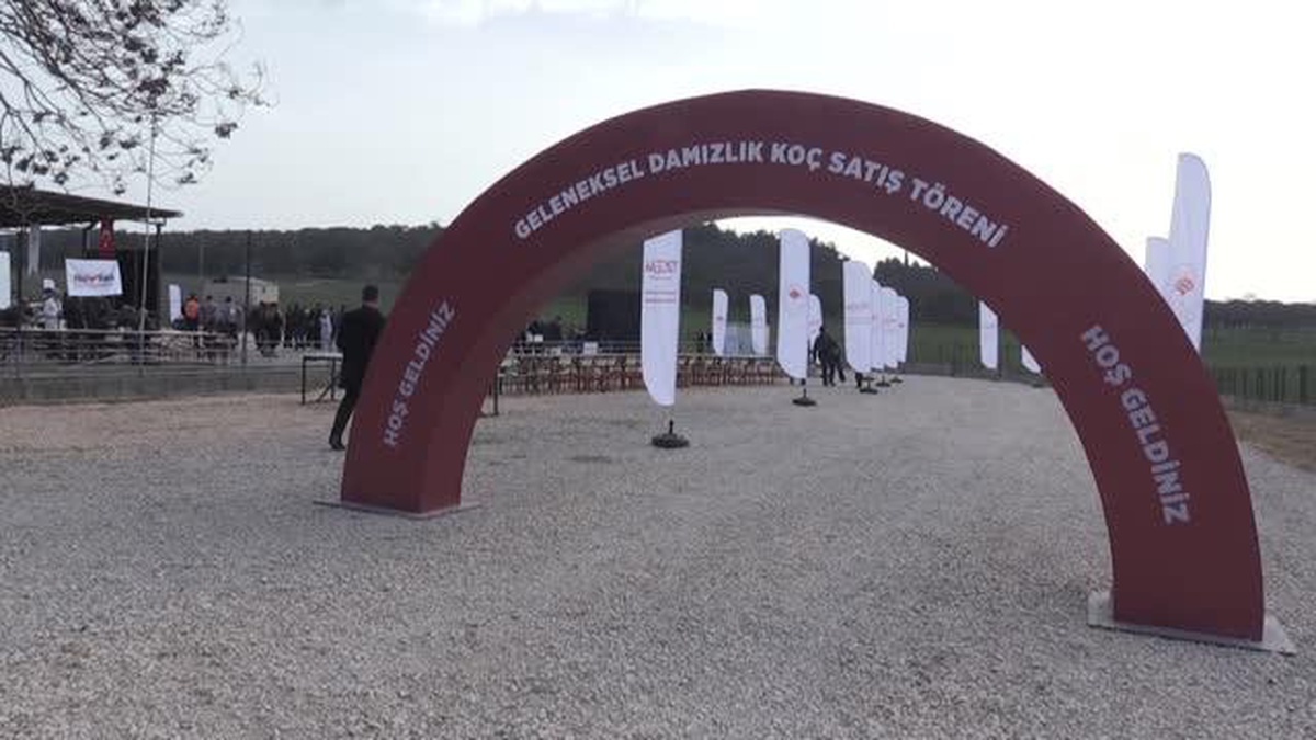 BALIKESİR - Bandırma Koyunculuk Araştırma Enstitüsü'nde açık artırmayla damızlık koç satışı