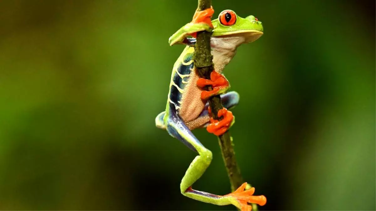 Biyoçeşitlilik Konferansı: 'Gezegenin ve insanların geleceği' müzakere masasında