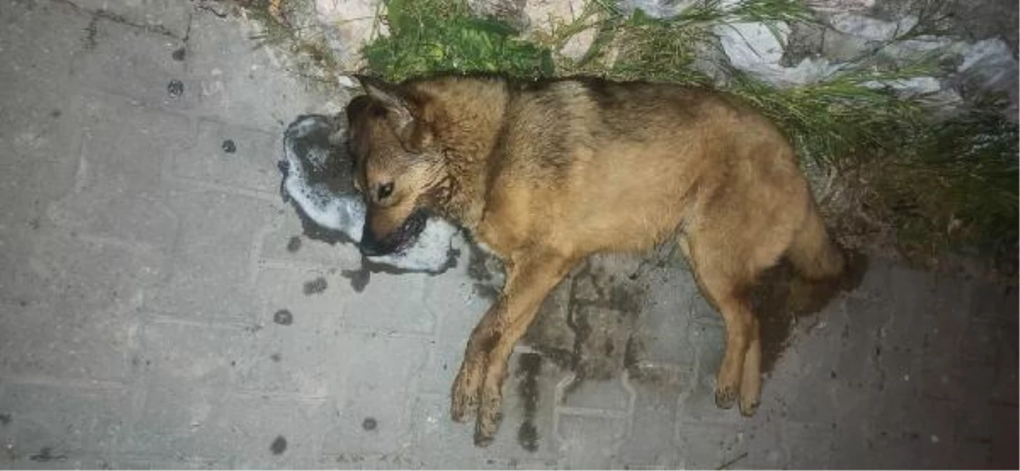 Son dakika haber | Bodrum\'da 2 köpek ve 7 kedi zehirlenerek öldürüldü