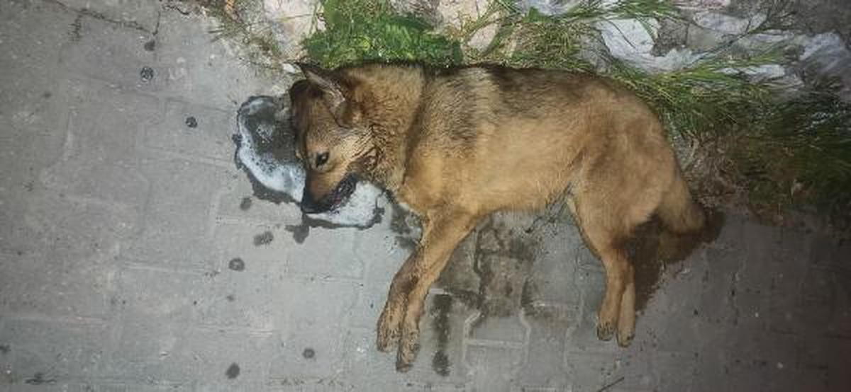 Son dakika haber | Bodrum\'da 2 köpek ve 7 kedi zehirlenerek öldürüldü
