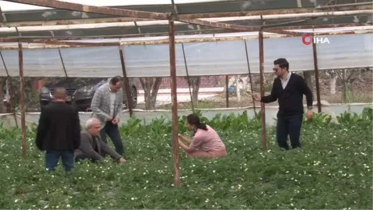 Emiralem çileklerinde hasat dönemi başladı