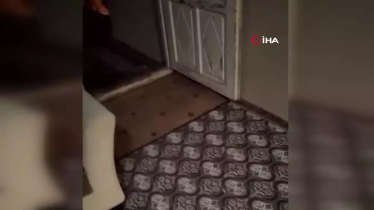 Evine gelen tilkiyi 'Pisi pisi' diyerek besledi