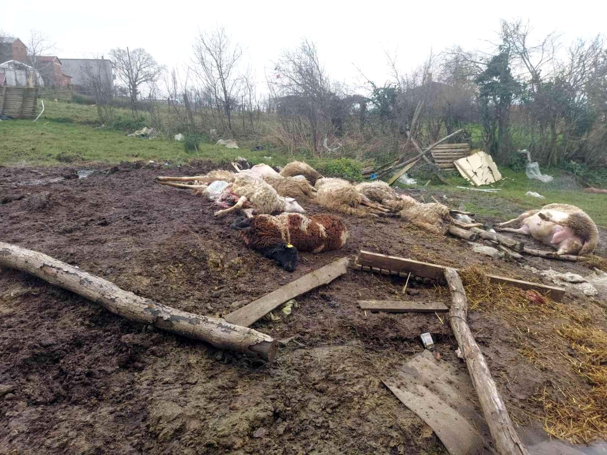 Hayvanlarını ilk defa meraya çıkardı, 21 koyunu telef oldu