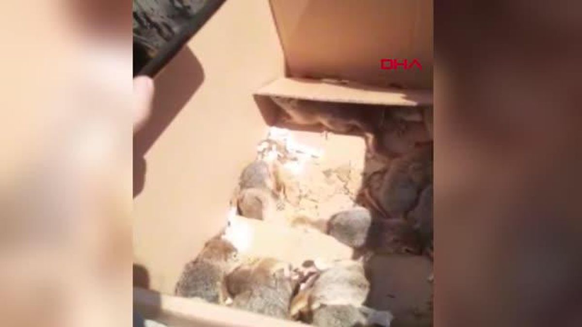 TİCARETİ VE EVDE BESLENMESİ YASAK OLAN 17 SİNCAP ELE GEÇİRİLDİ