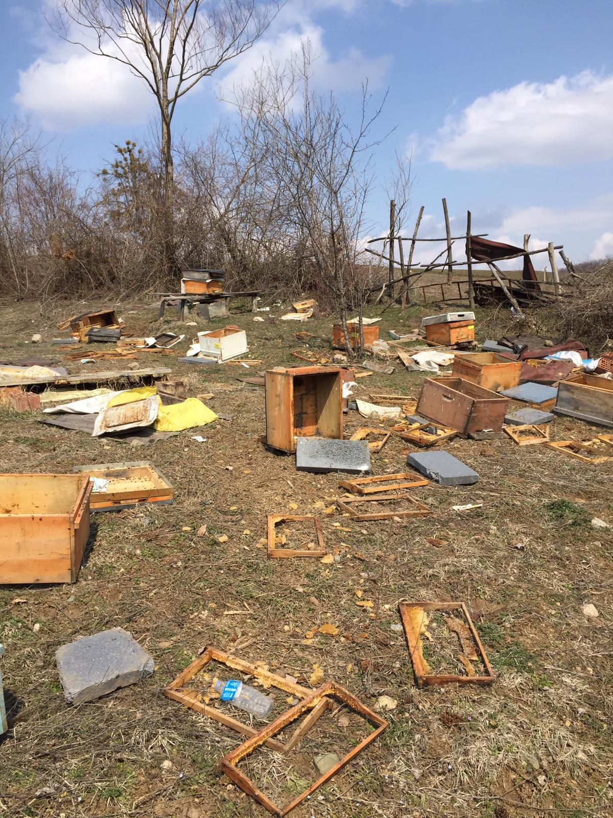 Ayı, arı kovanlarını parçaladı