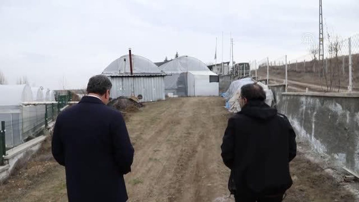 Çubuk Belediye Başkanı Demirbaş, seralarda incelemelerde bulundu