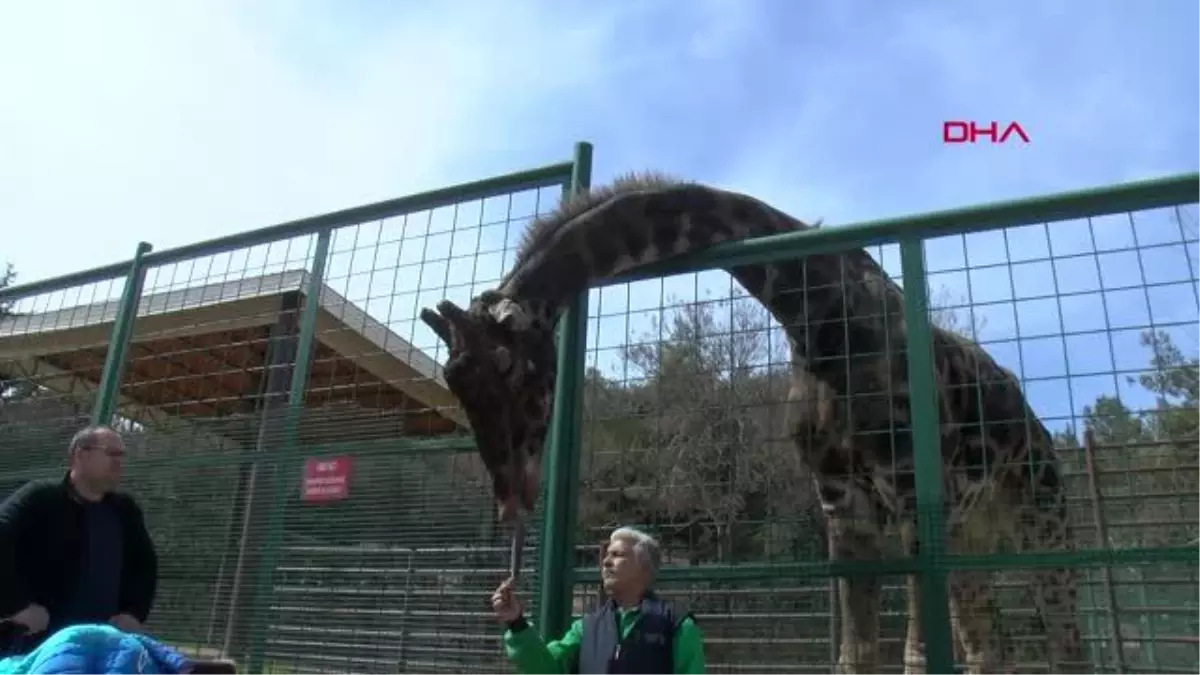 HAYVANAT BAHÇESİ SAKİNLERİNE BAHAR HAZIRLIĞI