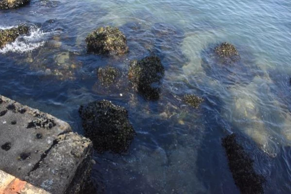 İzmir'de deniz suyu seviyesi azaldı, Pasaport İskelesi kapatıldı