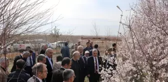 Şanlıurfa'da 'Arıların Badem Çiçekleri ile Dansı Festivali' düzenlendi