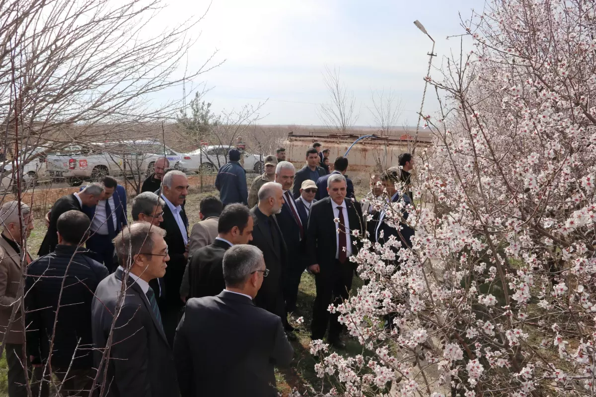 Şanlıurfa\'da "Arıların Badem Çiçekleri ile Dansı Festivali" düzenlendi