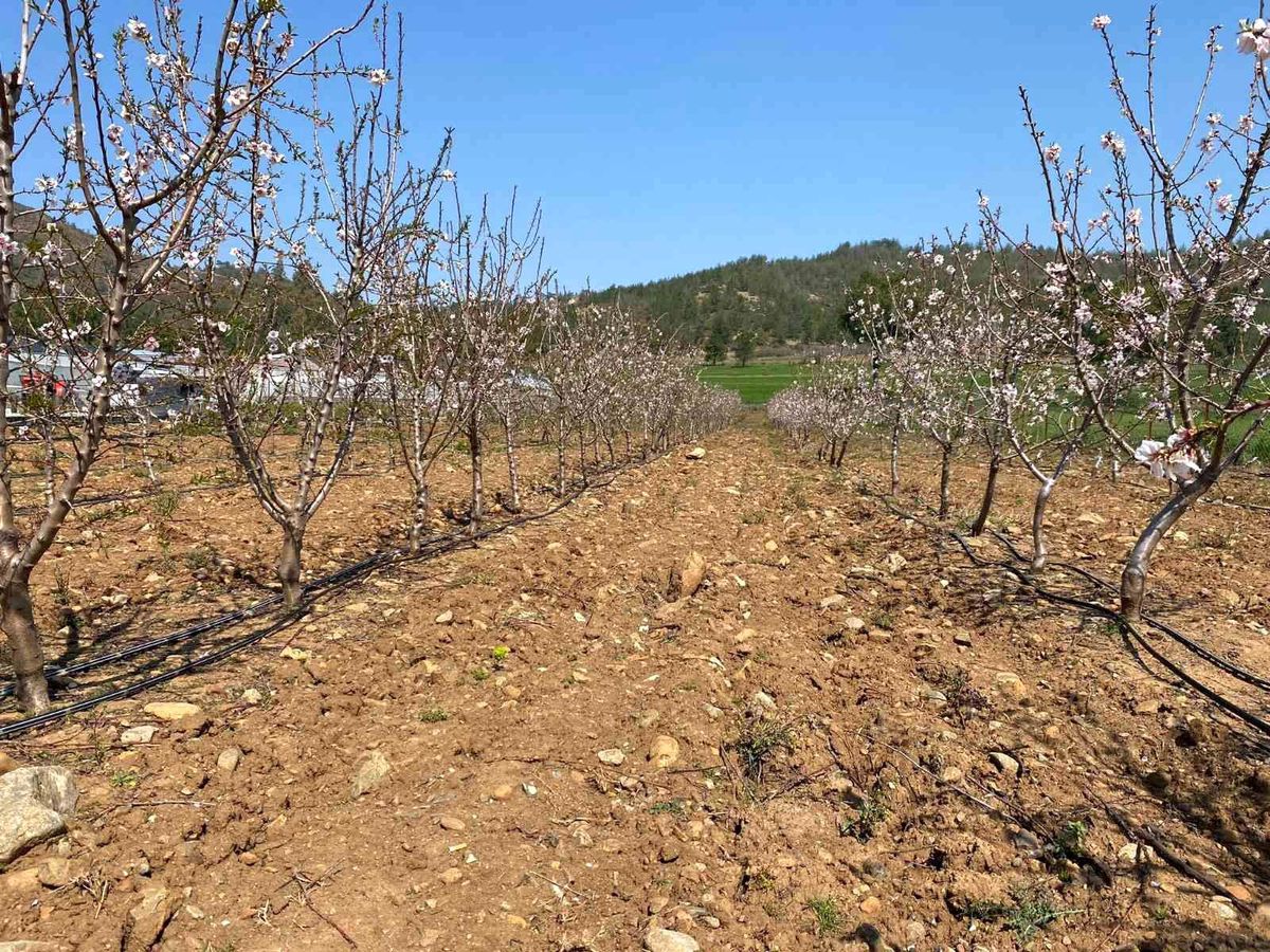 Türkiye'de ceviz üretimi de tüketimi de arttı