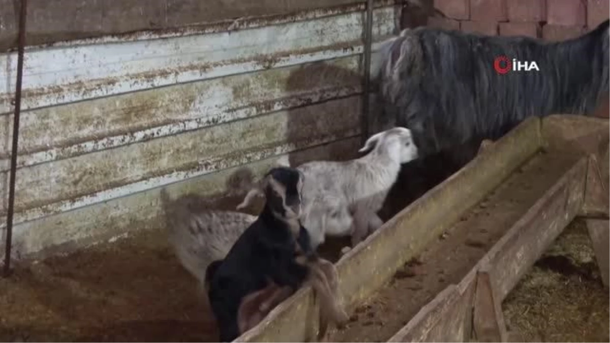 Üçüz yavrulayan keçi aileyi sevince boğdu