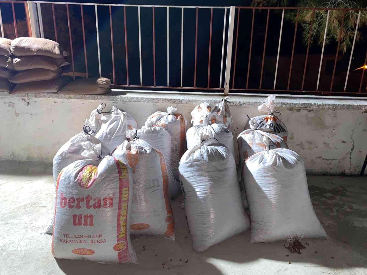 650 kilogram çam künarını çaldılar
