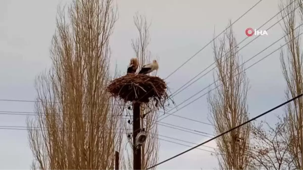 Aynı yere yuva yapan leylekler köyün simgesi oldu