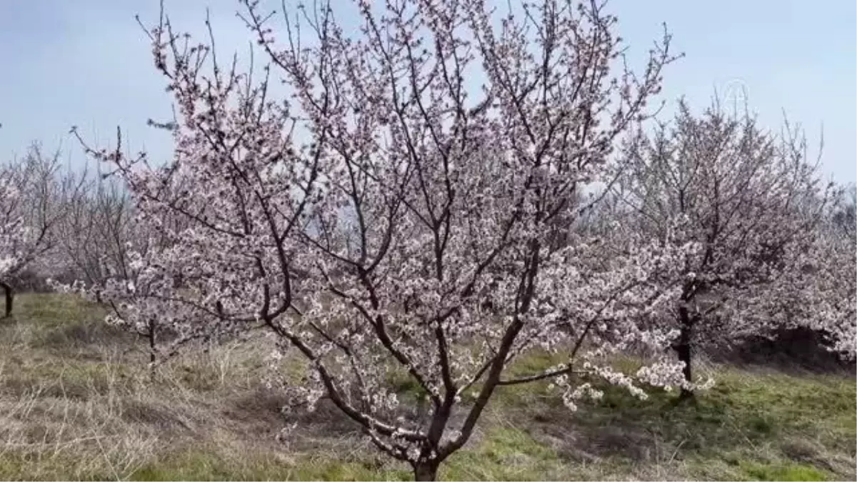 Çiçeklenen badem ağaçları Ganos eteklerine renk saçtı