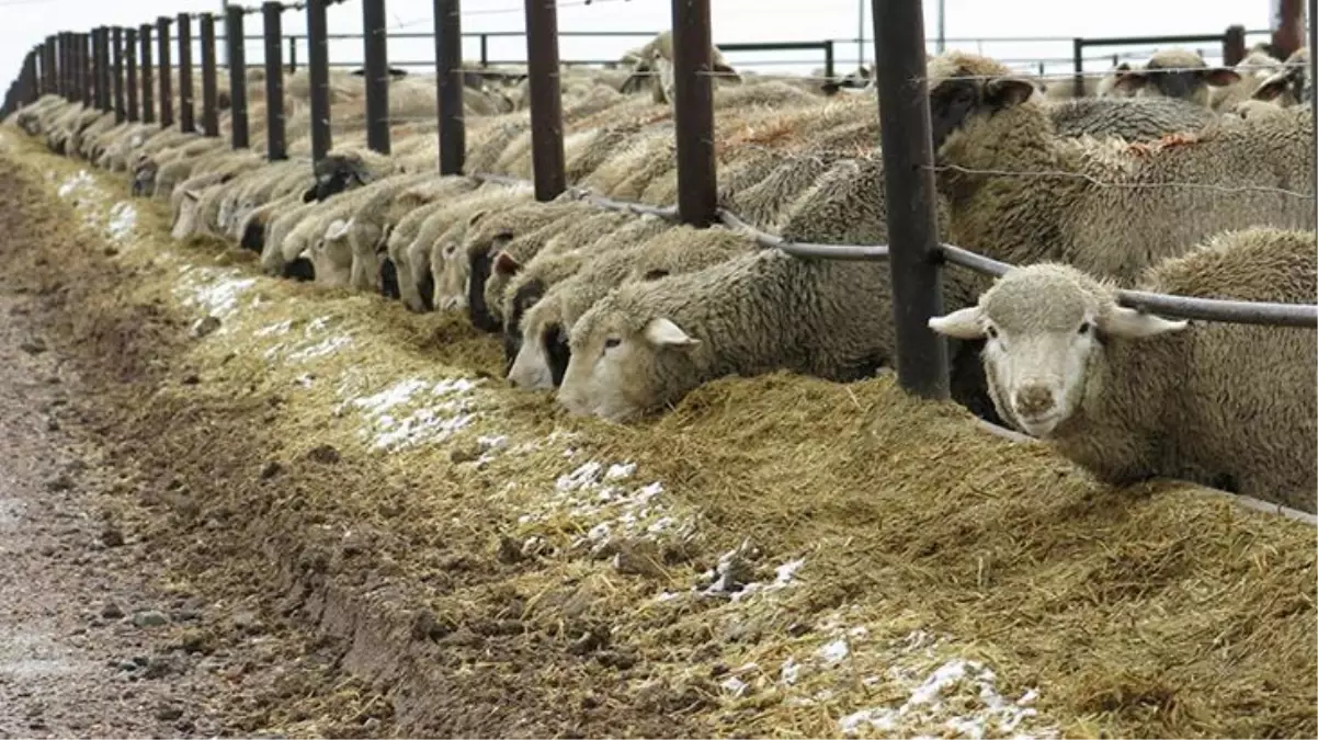 CHP İstanbul Milletvekili Mahmut Tanal paylaştı: Şanlıurfa\'da 17 koyun gözaltında
