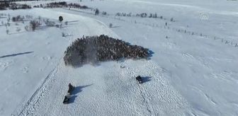 Murmansk'da ren geyiklerinin bahar bakımı