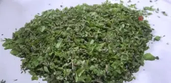 Nesli tükenmekte olan 'Hatay sarısı' emin ellerde