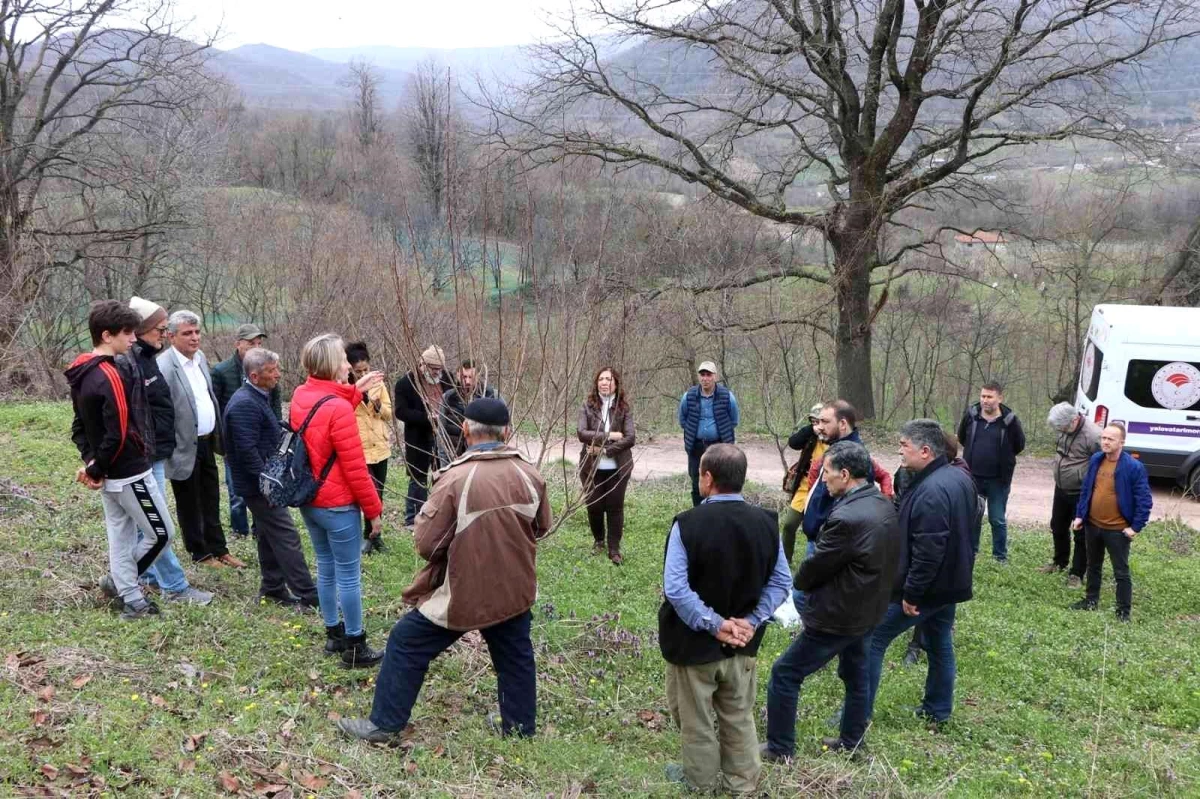Yalova\'da çiftçilere Trabzon hurması budama eğitimi
