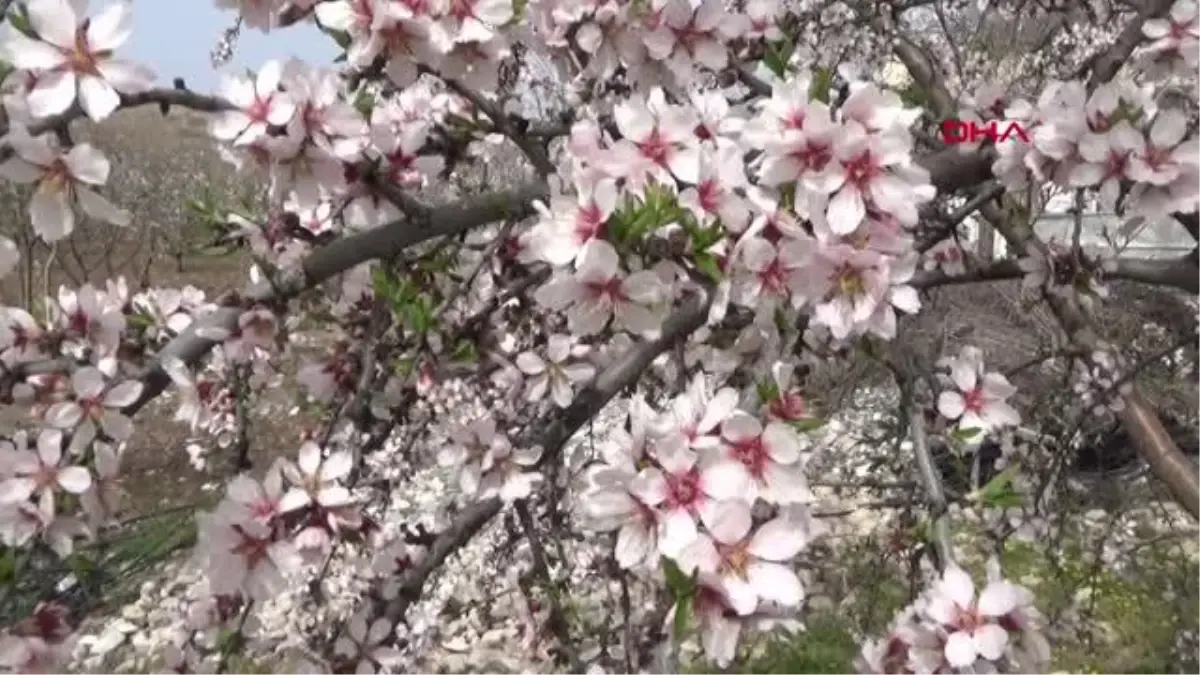 ADIYAMAN\'DA, \'BADEM ÇİÇEĞİ FESTİVALİ\' DÜZENLENDİ