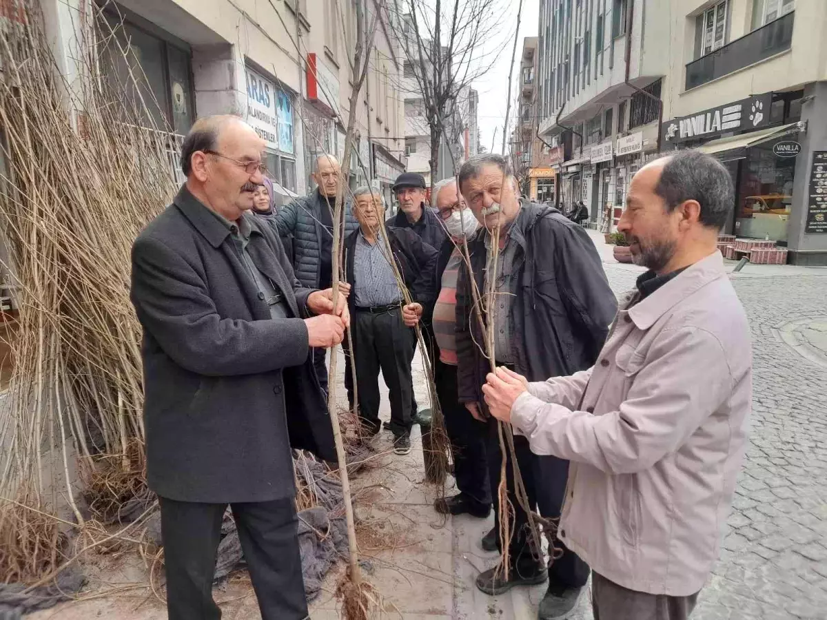 Arıcılara ücretsiz yalancı akasya fidanı dağıtıldı