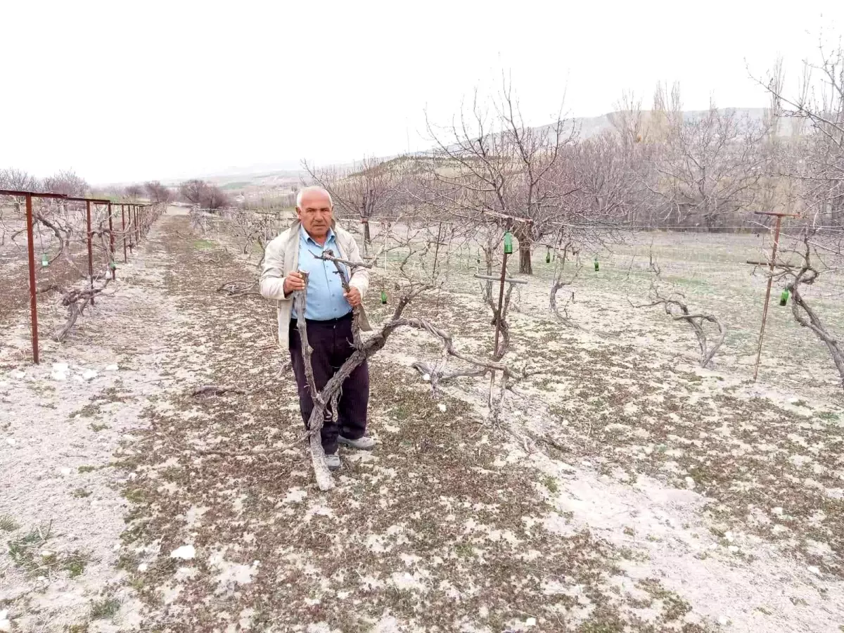 Aşı için çubukları zamansız kesilen 170 kök üzüm kurudu