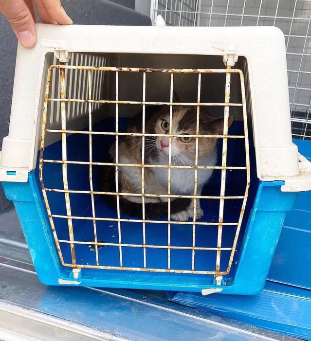 Bodrum'da çöp konteynerinde bulunan kedi ve yavruları korumaya alındı