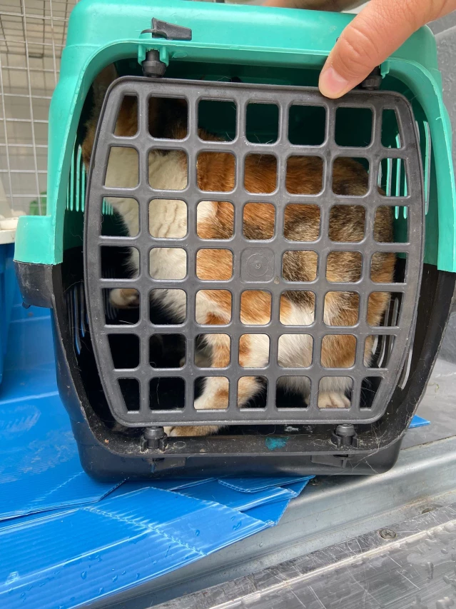 Bodrum'da çöp konteynerinde bulunan kedi ve yavruları korumaya alındı