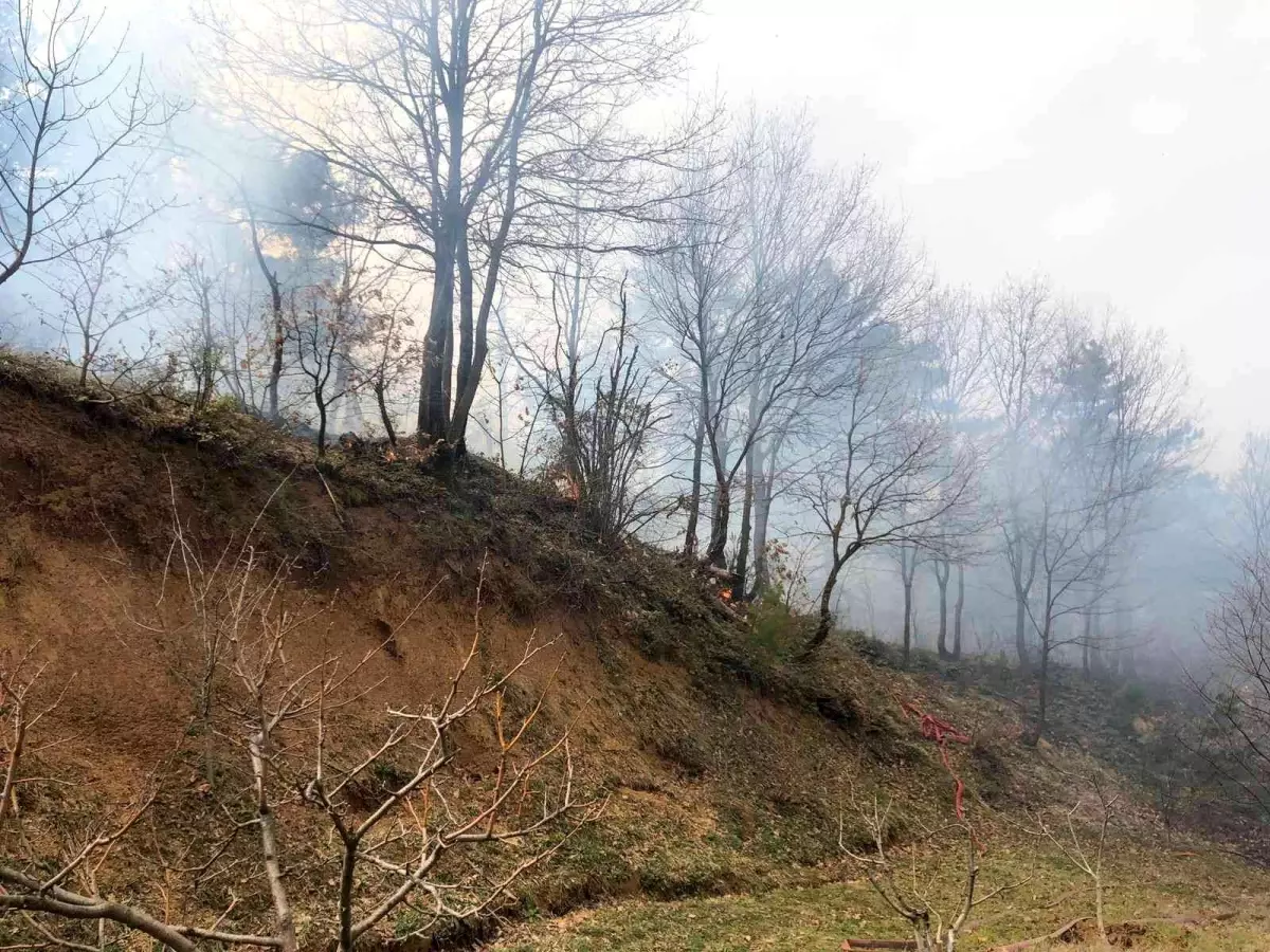 Dağyenice\'de orman yangını