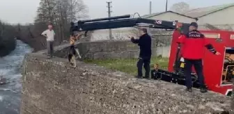 Son dakika haber... Çay yatağında mahsur kalan köpeği itfaiye kurtardı