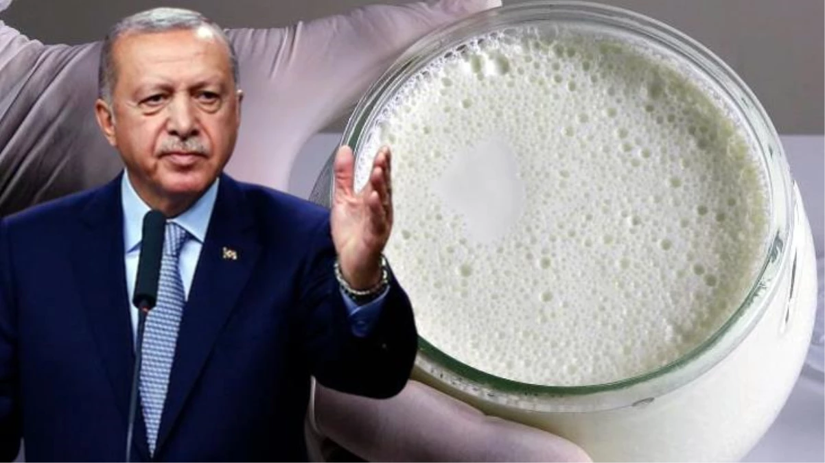Erdoğan\'ın önerdiği manda yoğurdu üretiminde lider ilimiz Tokat!