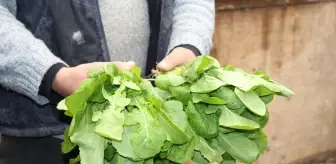 Eskişehir'de üretilen yeşillikler İstanbul piyasasına sevk ediliyor