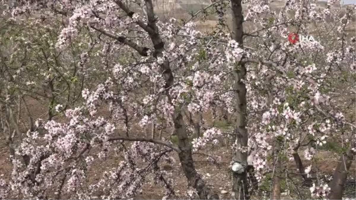 Kahta\'da Nemrut Badem Çiçeği Festivali düzenlendi
