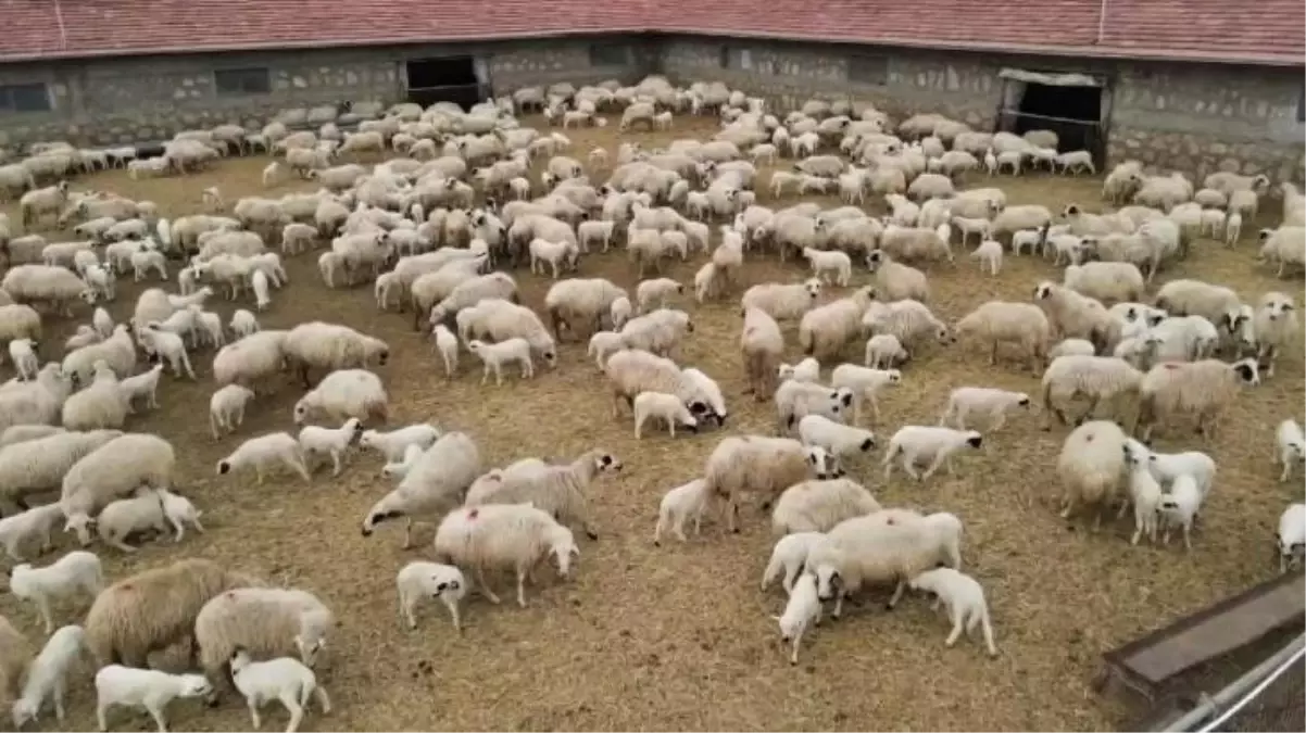 Yürek ısıtan görüntü! 5 bin kuzu anneleriyle işte böyle buluştu